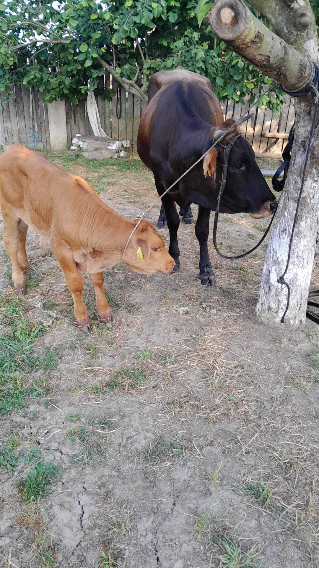 Juninca Baltata Romaneasca cu vitel de vanzare