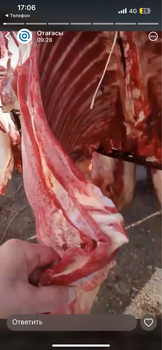 Мясо конина жабағы завоз 02 ноябрь 2025