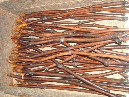 Butasi vita de vie direct de la producător