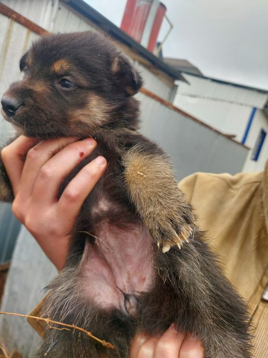 Продам щенков овчарки