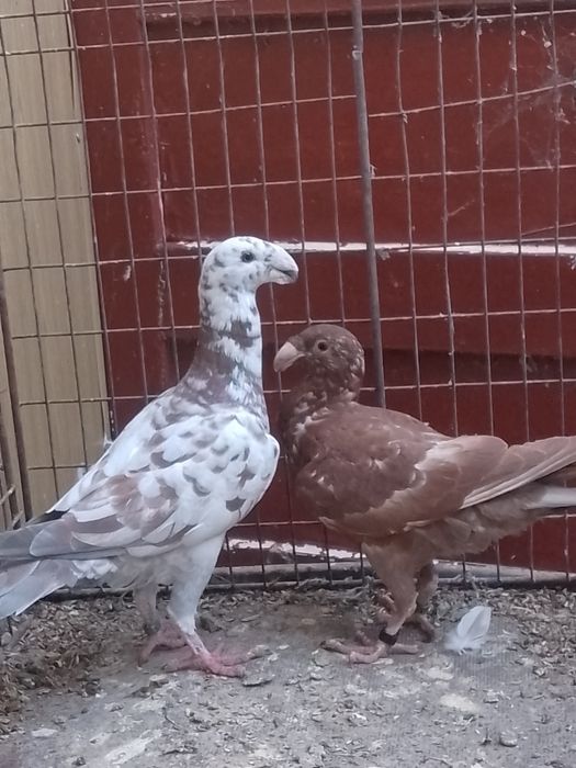 10 germani la ofertă