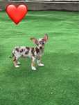 Mascul chihuahua extra mic