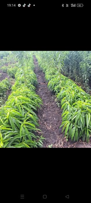 Pomi fructiferi columnari