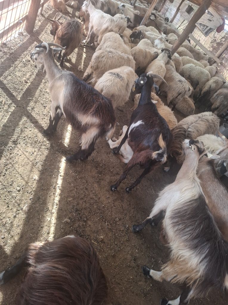 Vând capre bune de lapte