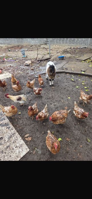 Курицы породы Ломан Браун