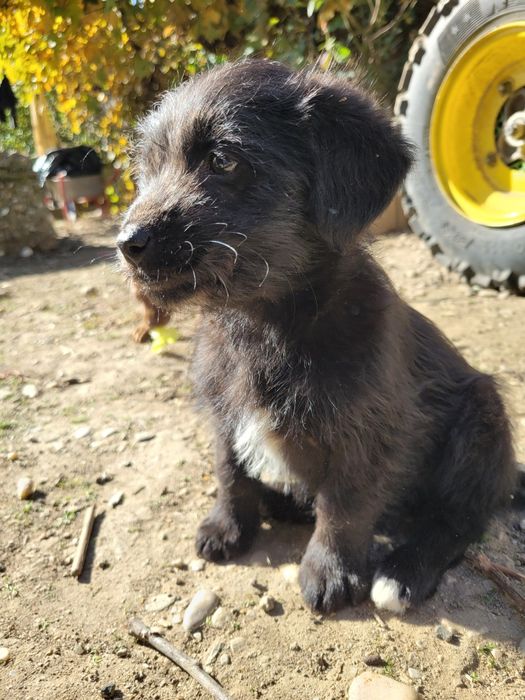 donez cățeluși în vârstă de 2 luni