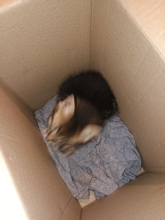 Ofer pisic spre adopție