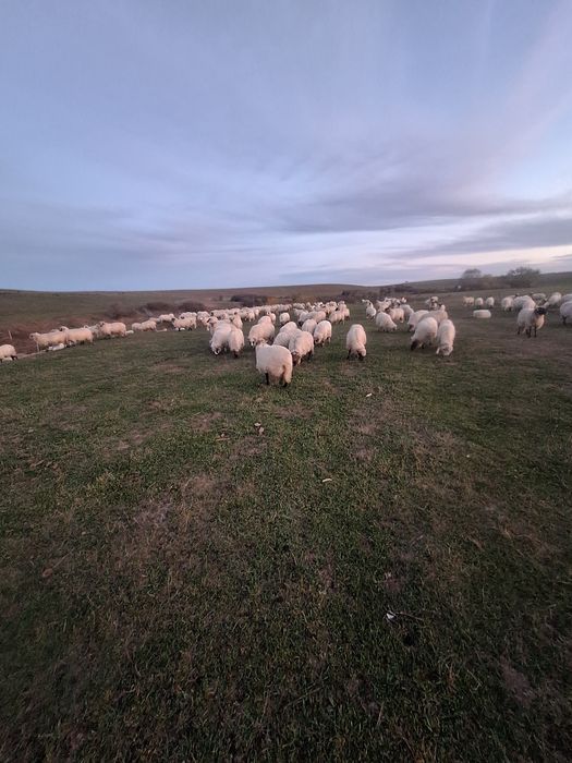 De vlnzare oi de tinut