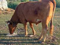 Vand vitel Angus metis rosu