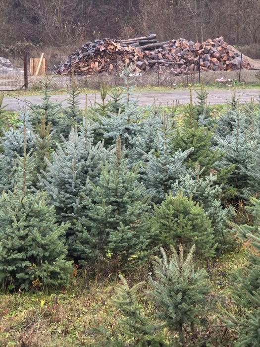 Brazi Argintii si Verzi