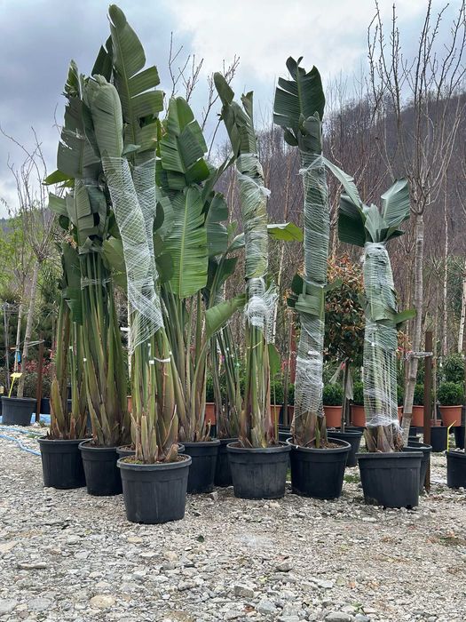 Maslin Bonsai , Palmier Trachycarpus Fortunei , Bananier Musa