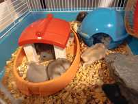 Donez hamsteri jucausi