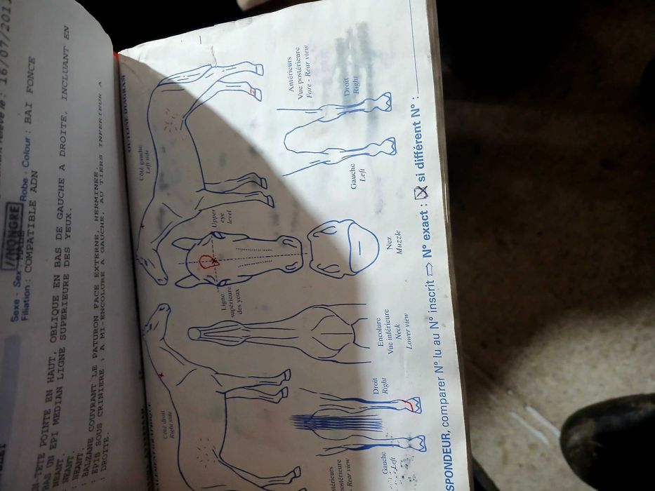 Cal trapasi de vânzare