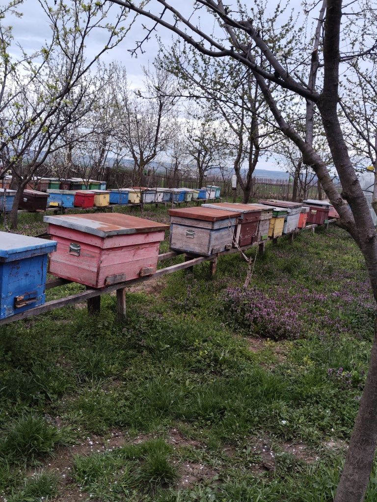 Vand lăzi albine