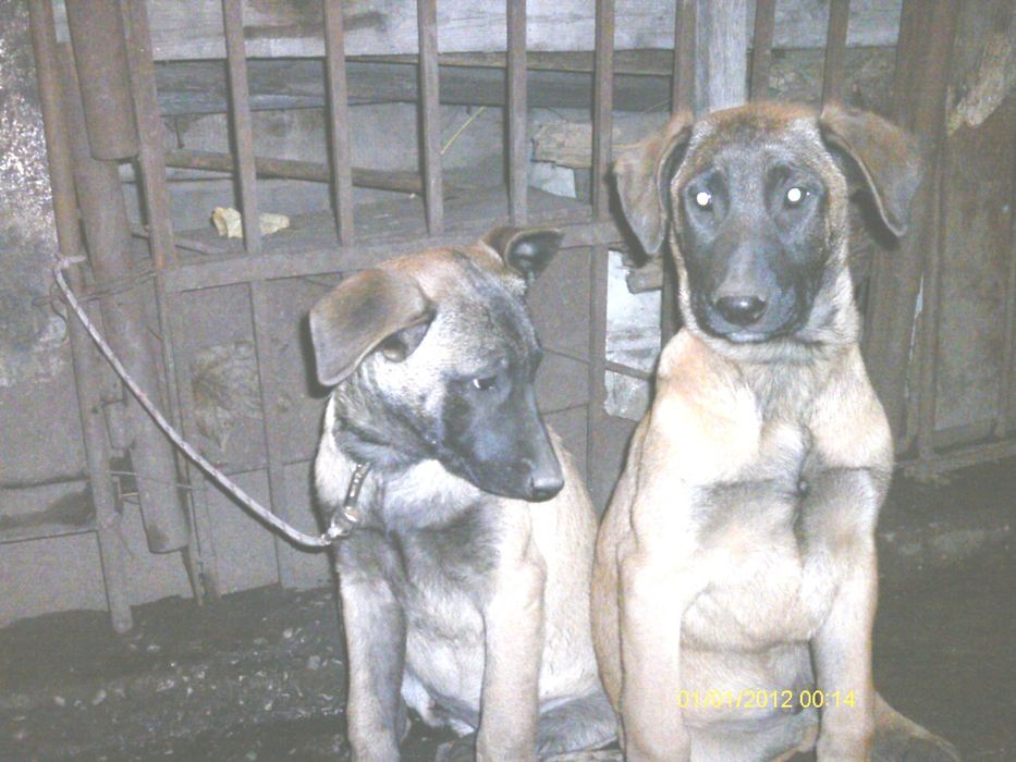 Белгийска и холандска овчарка