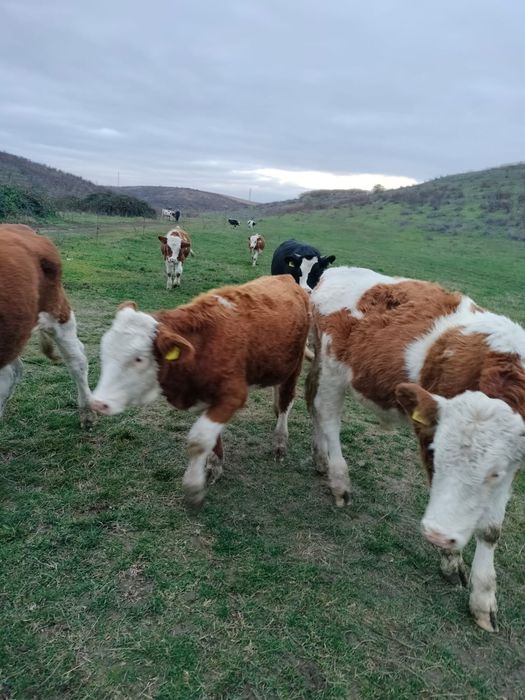 Vând vitei, 4 femele și 2 masculi