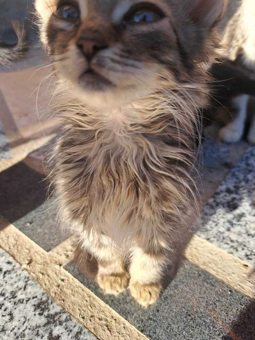 Pisici spre adopție