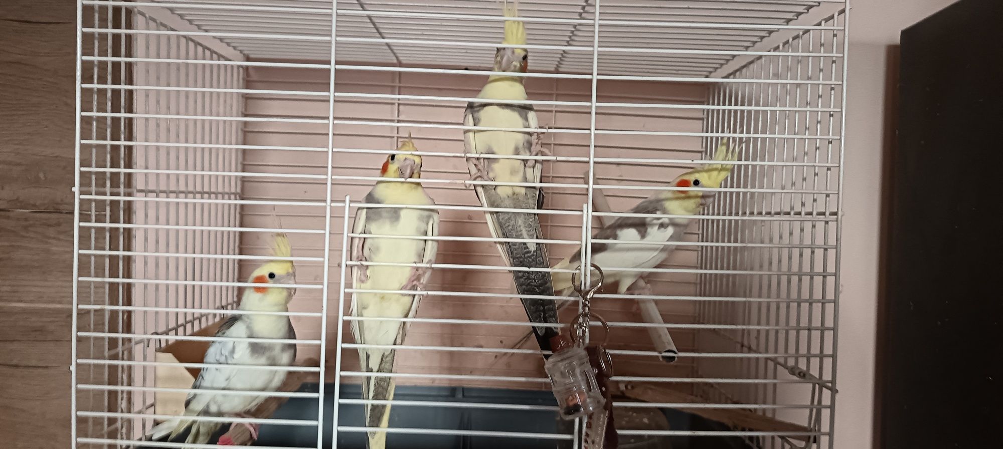 Продавам ръчно хранене