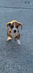Femela beagle tricolor