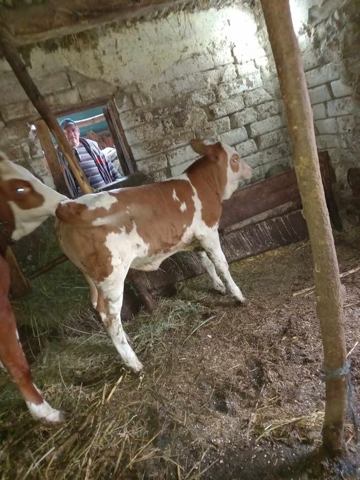 Vaca tânără la prima fatare cu vitea două luni .se vand in prima si se