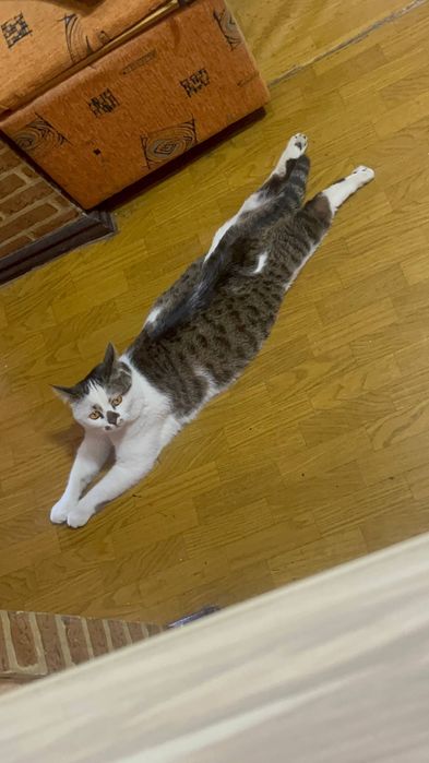 Отдадим кота в хорошие руки