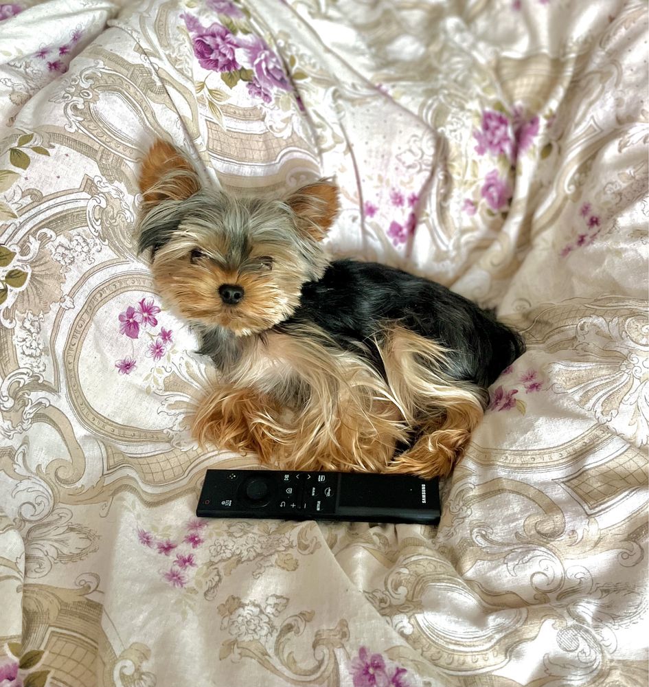 Yorkshire Terrier extra mic cu pedigree Uchr