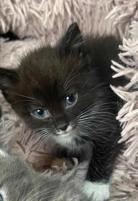 Отдам котёнка в хорошие руки