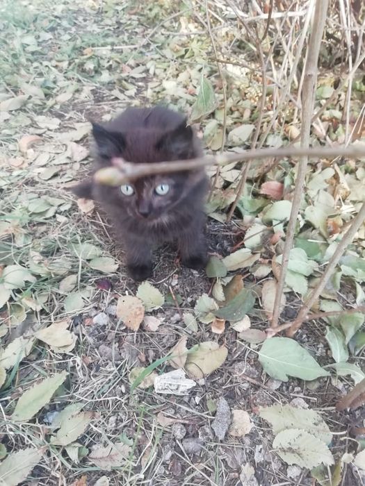 Срочно. Отдам котенка
