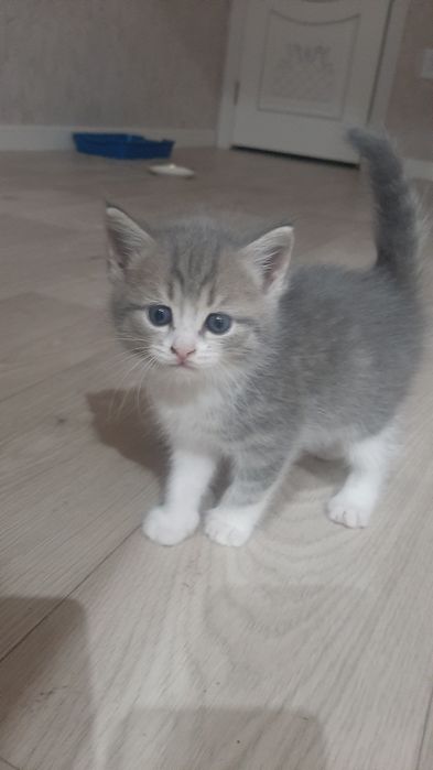 Котята мать породистая в добрые руки