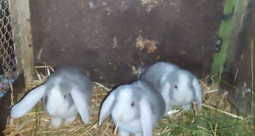 Fransuzkiy makfi quyon bolalari sotuvda