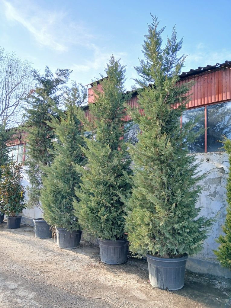 Plante ornamentale