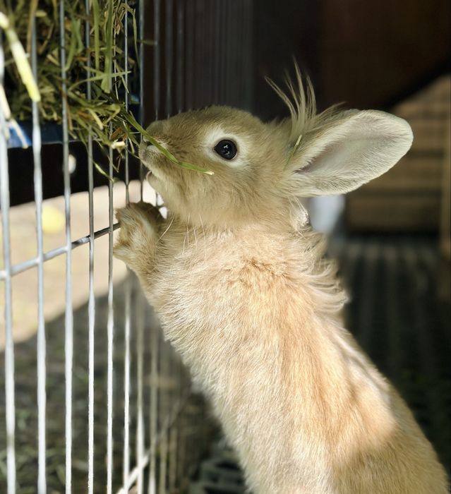 Vand iepuras cap de leu