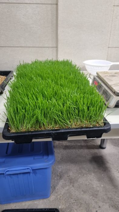 Gidroponika Sotiladi