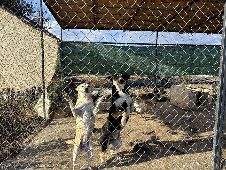 Dau spre adoptie doi căței