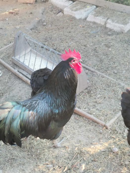 Cocos austrolop negru