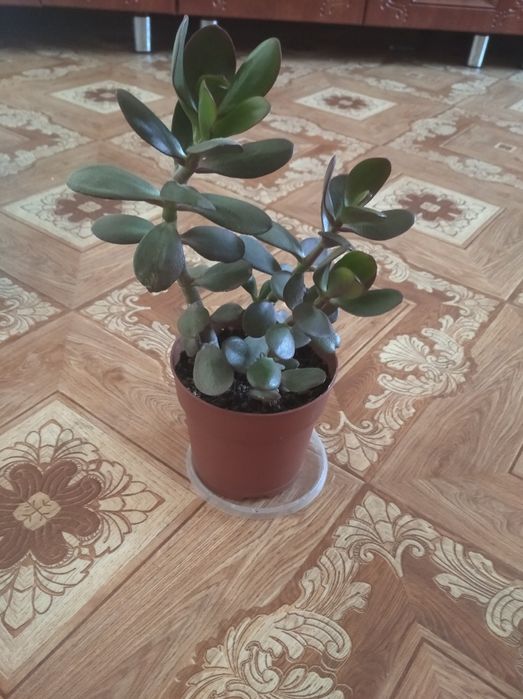 Денежное дерево (толстянка)