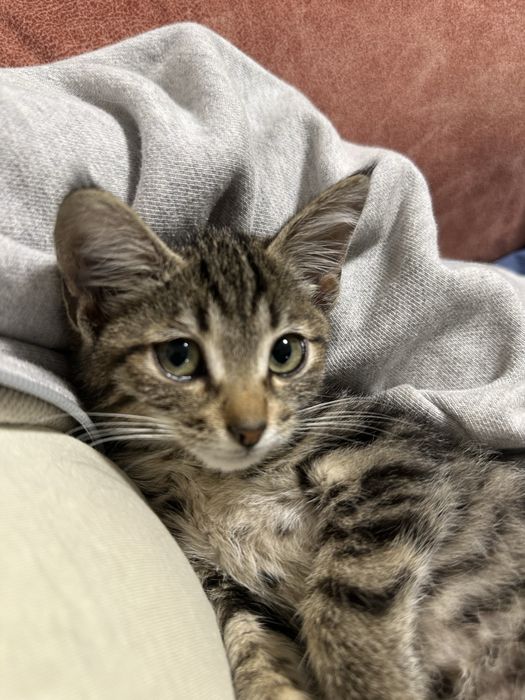 Невероятно красивый котенок ищет дом