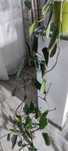 Philodendron - preluare Iasi