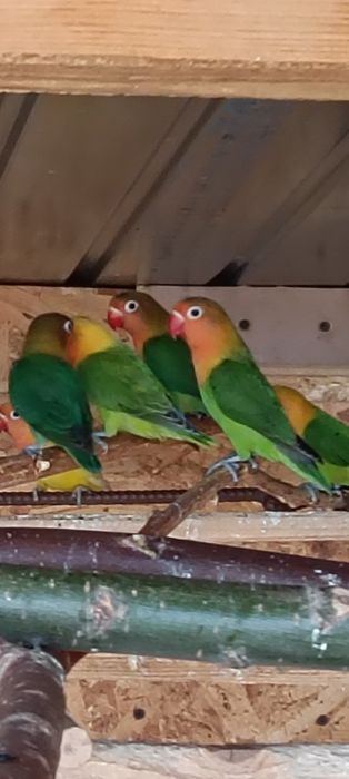 Papagali peruș, agapornis, nimfe, Micul Alexander,rosela