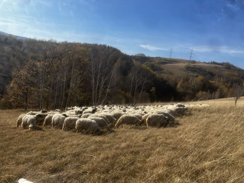 vand 80-100 de oi Poiana Buchin
