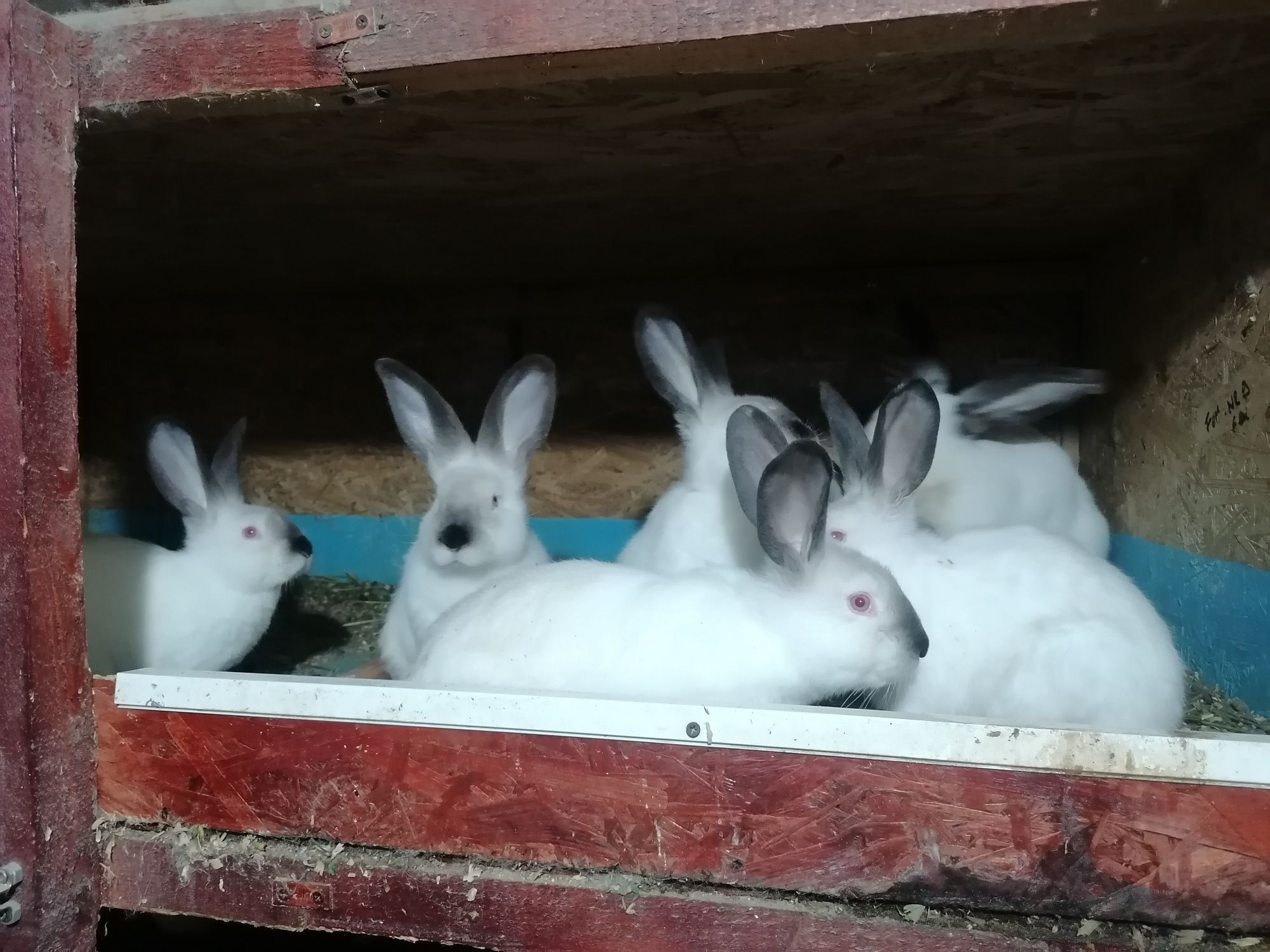 Iepuri iepuri uriaș de transilvania de la 2 luni de vânzare
