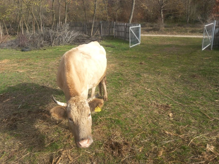 Vacă de vânzare.