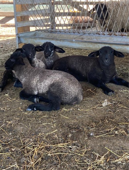Vindem berbecuti,mielute,oi si berbeci sufolk/suffolk cu pedigree