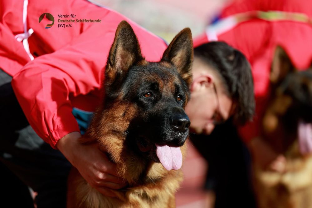 Mascul par lung cu pedigree top