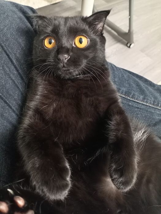 Отдам котенка в добрые руки!