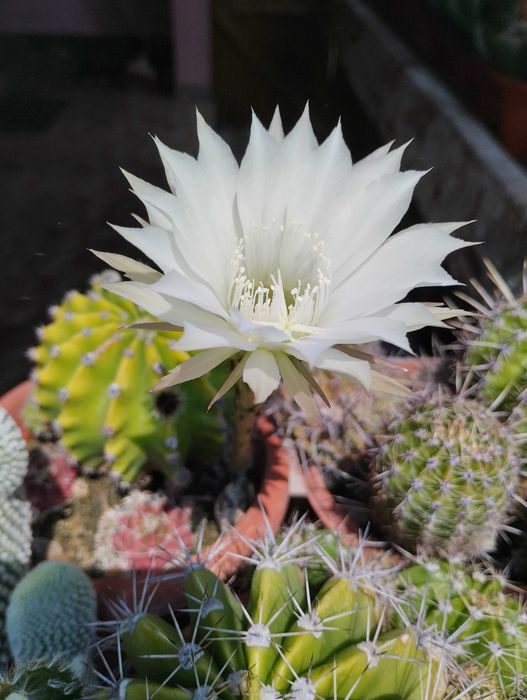 Vand  colectie formata din aprox.80 de cactusi.