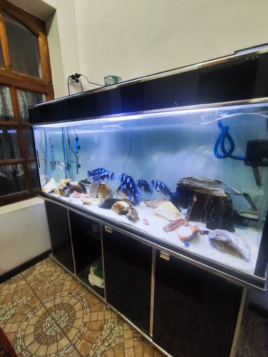 Akvarium baliqlari bilan