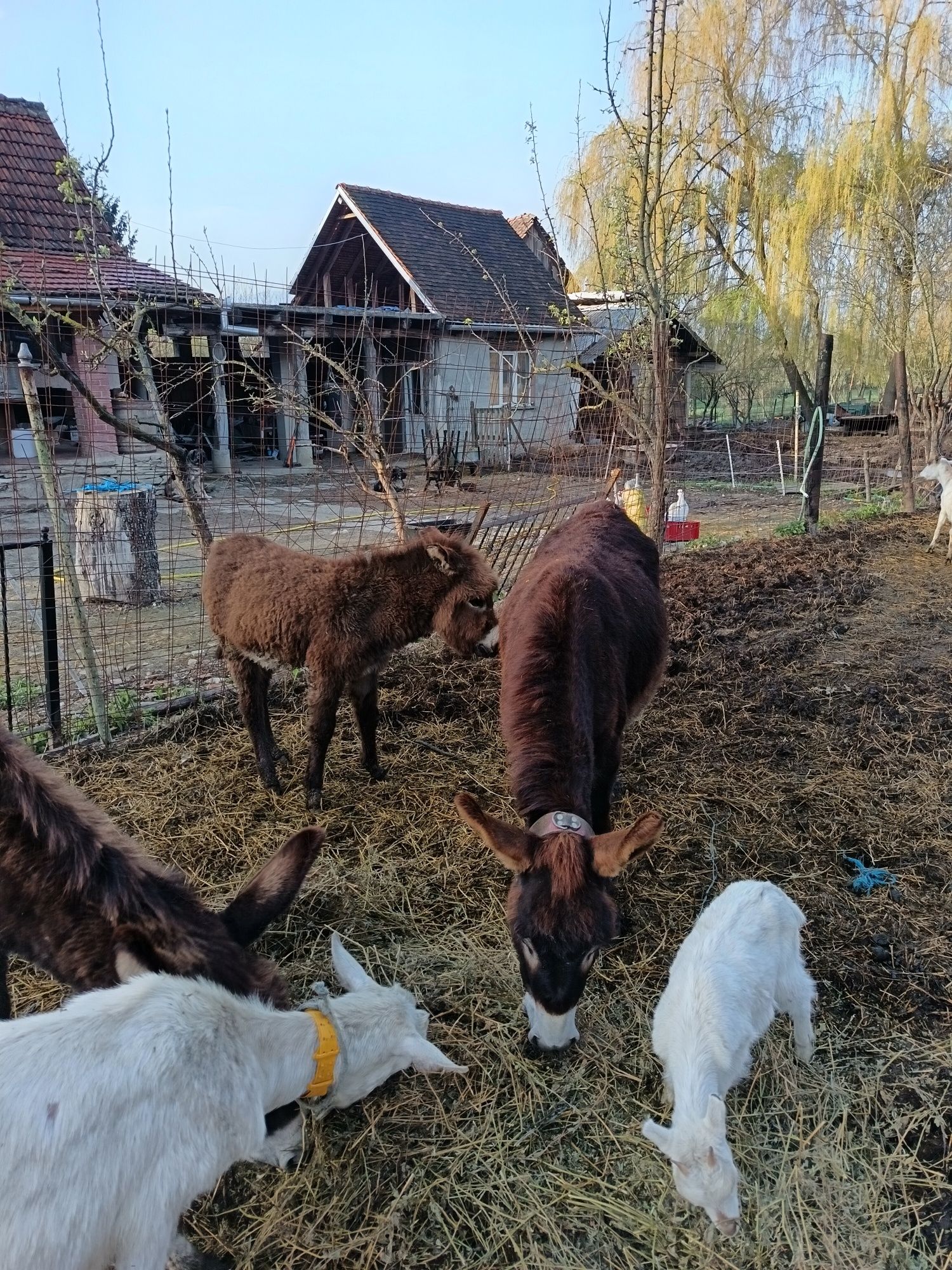 Măgăriță cu pui  .