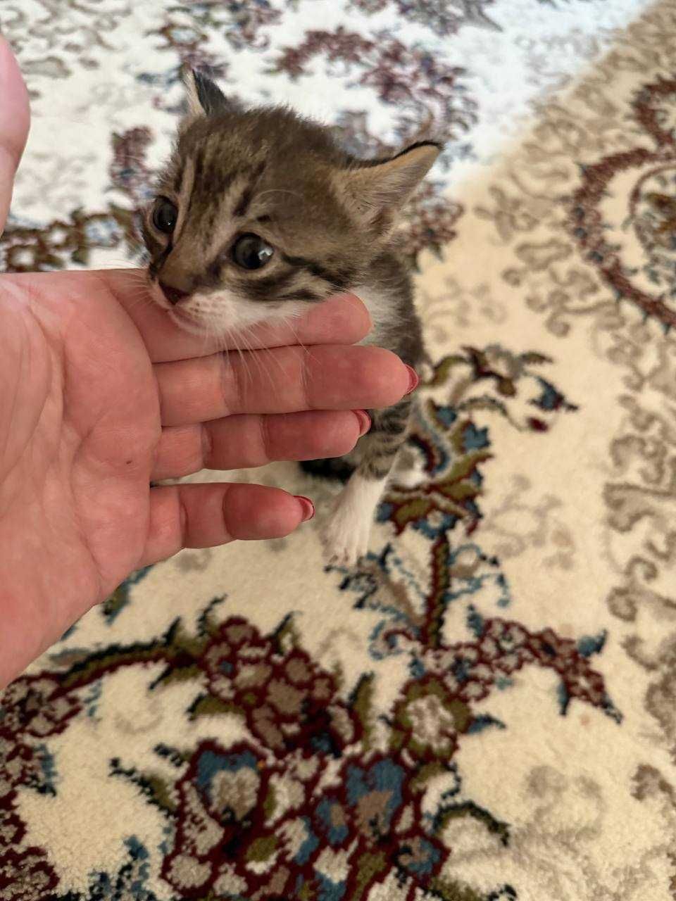 Отдам котят в добрые и ответственные руки.