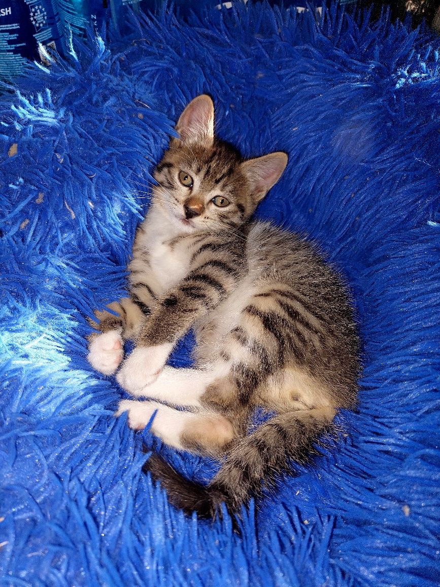 Подарю милых котят
